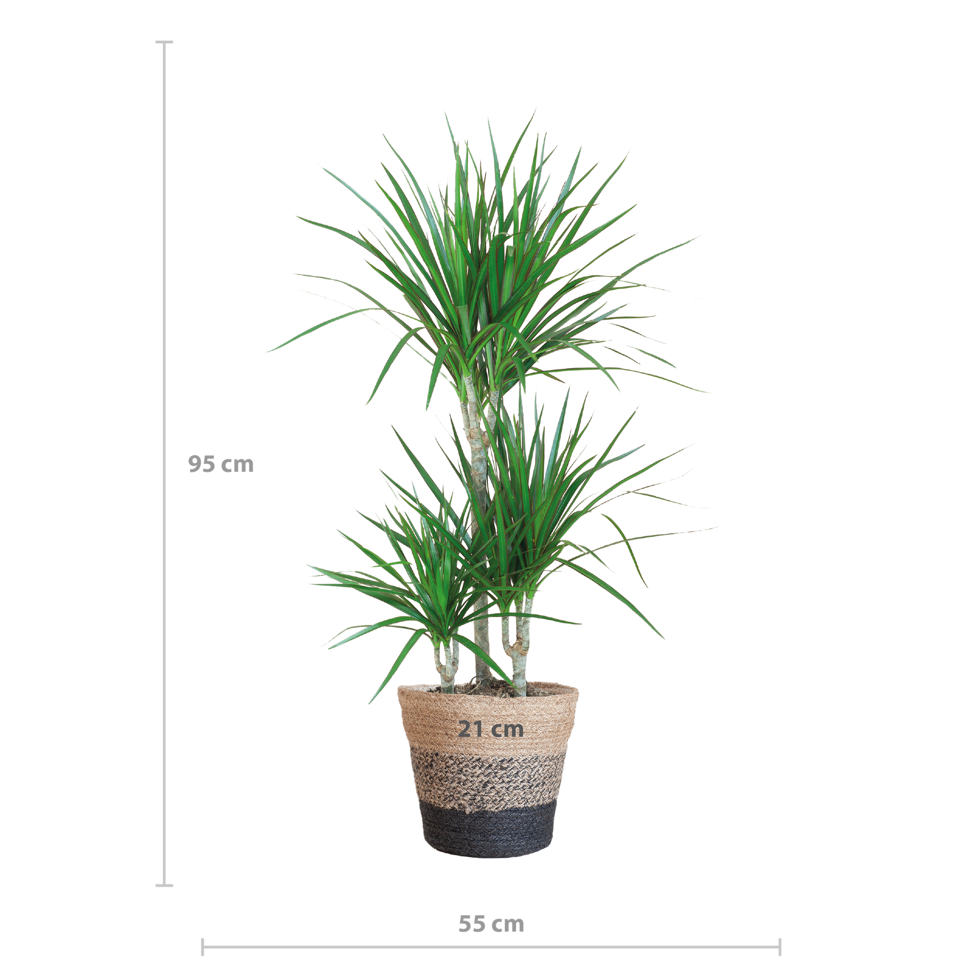 Dracaena Marginata met Lissabon mand zwart - 95cm - Ø21