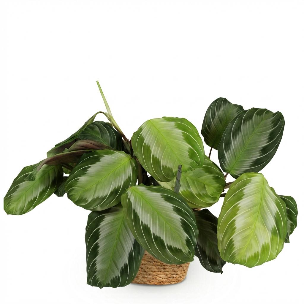 Green boutiQ - Kamerplant - Maranta Fascinator Silverband - Gebedsplant - Huisdiervriendelijke Plant - Groen - 1 Plant - met Mand - Pot 12cm - Hoogte 25cm