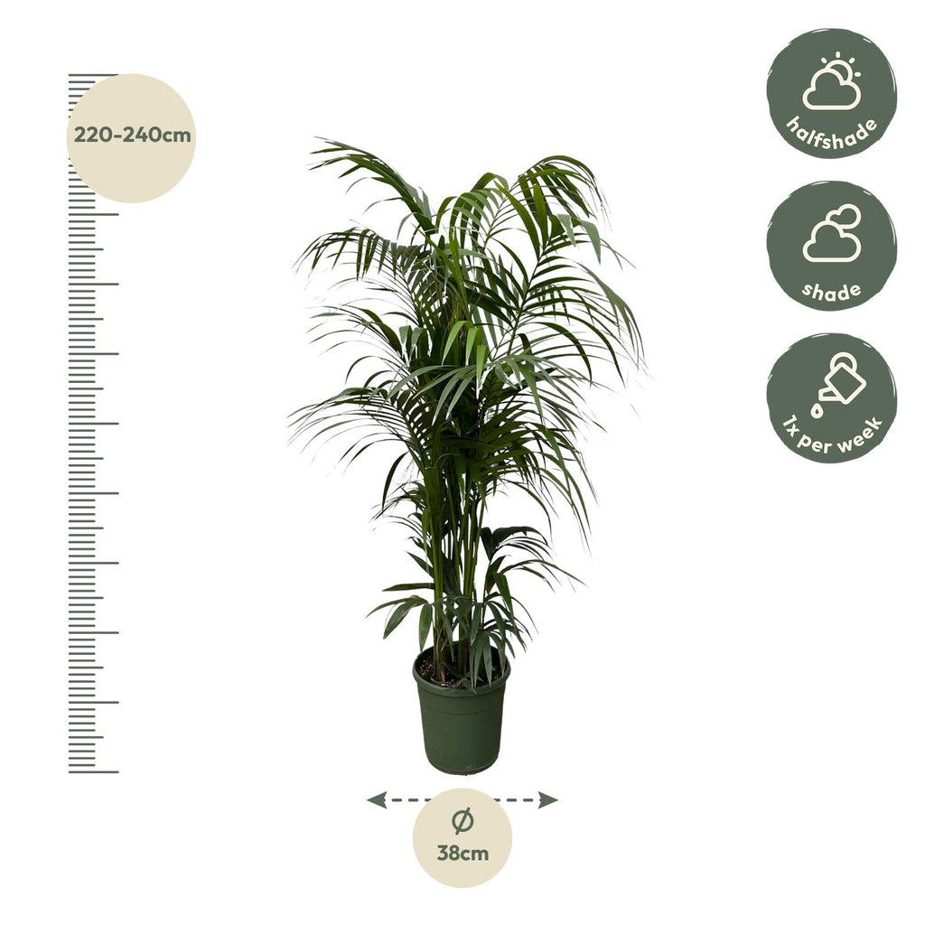Kentia palm - 220 cm - ø38
