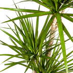 Dracaena Marginata Green met mand Ø21cm - ↕110 - 130cm