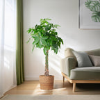 Pachira Aquatica XL met Torun mand - 140cm - Ø24