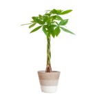 Pachira Aquatica met Mand Lissabon wit - 80cm - Ø21