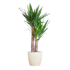 Yucca Elephantipes met Viber wit - 90cm - Ø21