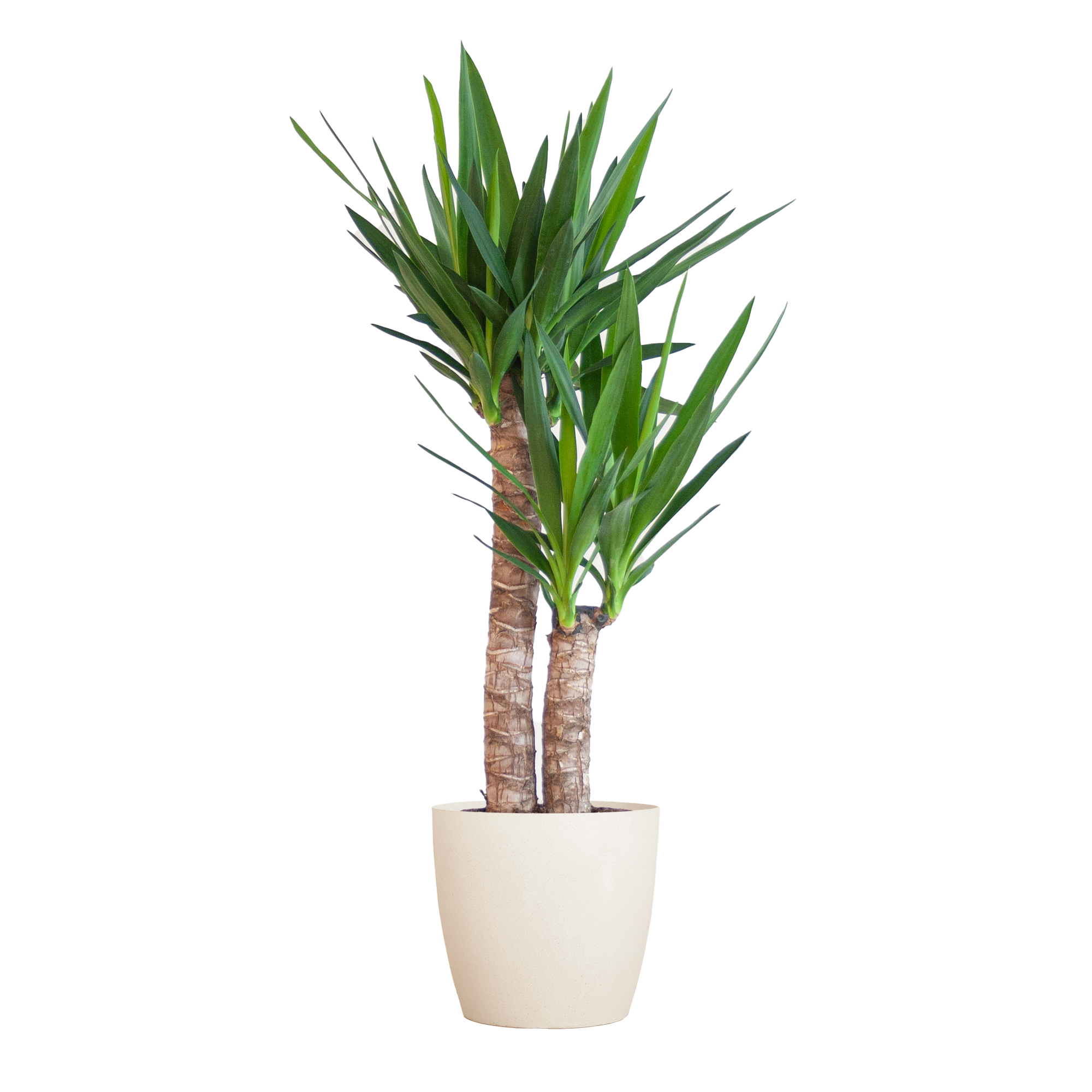Yucca Elephantipes met Viber wit - 90cm - Ø21