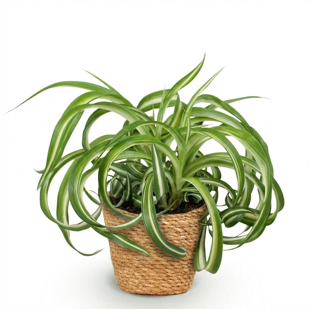Green boutiQ - Kamerplant - Chlorophytum comosum Bonnie - Krullende Graslelie - Huisdiervriendelijke Plant - Groen - 1 Plant - met Mand - Pot 12cm - Hoogte 20cm