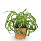 Green boutiQ - Kamerplant - Chlorophytum comosum Bonnie - Krullende Graslelie - Huisdiervriendelijke Plant - Groen - 1 Plant - met Mand - Pot 12cm - Hoogte 20cm