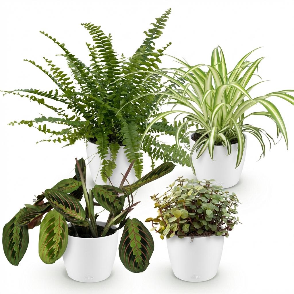 Green boutiQ - Kamerplant - Chlorophytum - Maranta - Calissia - Nephrolepsis - Mix van 4 - Huisdiervriendelijke Planten - Groen - 4 Planten - met Potter Wit - Pot 12cm - Hoogte 25cm