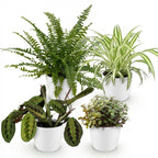 Green boutiQ - Kamerplant - Chlorophytum - Maranta - Calissia - Nephrolepsis - Mix van 4 - Huisdiervriendelijke Planten - Groen - 4 Planten - met Potter Wit - Pot 12cm - Hoogte 25cm