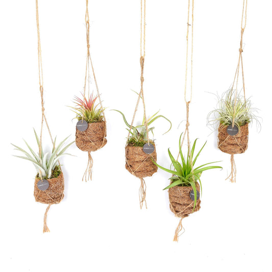 Kokodama Vogelnest Tillandsia Mix - 8 Stück - Ø7cm - ↕5cm