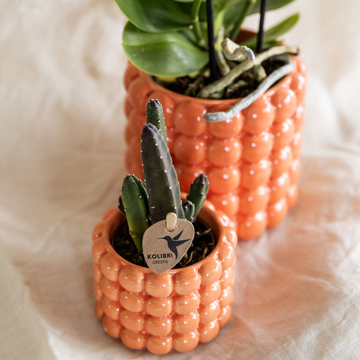 Kolibri Company | Plantenset Poppy oranje | Oranje Phalaenopsis Orchidee Jamaica en Succulent incl. keramieken sierpotten