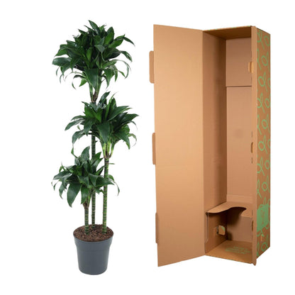 Dracaena Tatuade – 140 cm – ø24