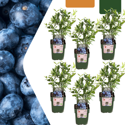 6 x Heidelbeerpflanzen BIO - Ø 13 cm - ↨ 20 cm