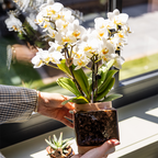 Kolibri Home | Classy Cube sierpot - Ø9cm