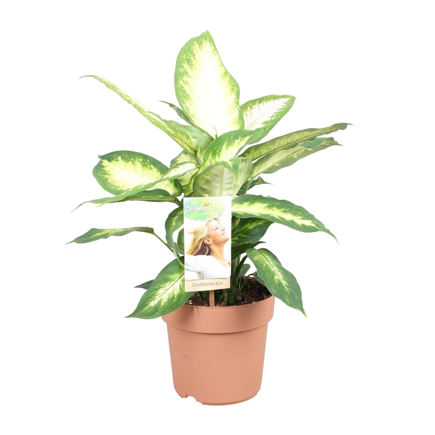 Dieffenbachia Camilla - Ø17cm - ↕45cm