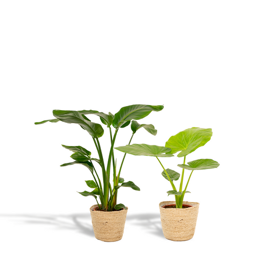 Strelitzia Nicolai - Ø19cm - ↕85cm + Alocasia Macrorrhiza - Ø19cm - ↕70cm + Korb Selin