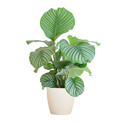 Calathea Orbifolia with Viber white - 65cm - Ø21
