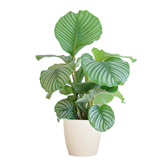 Calathea Orbifolia with Viber white - 65cm - Ø21