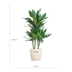 Dracaena  Janet Lindt met Viber wit - 95cm - Ø21