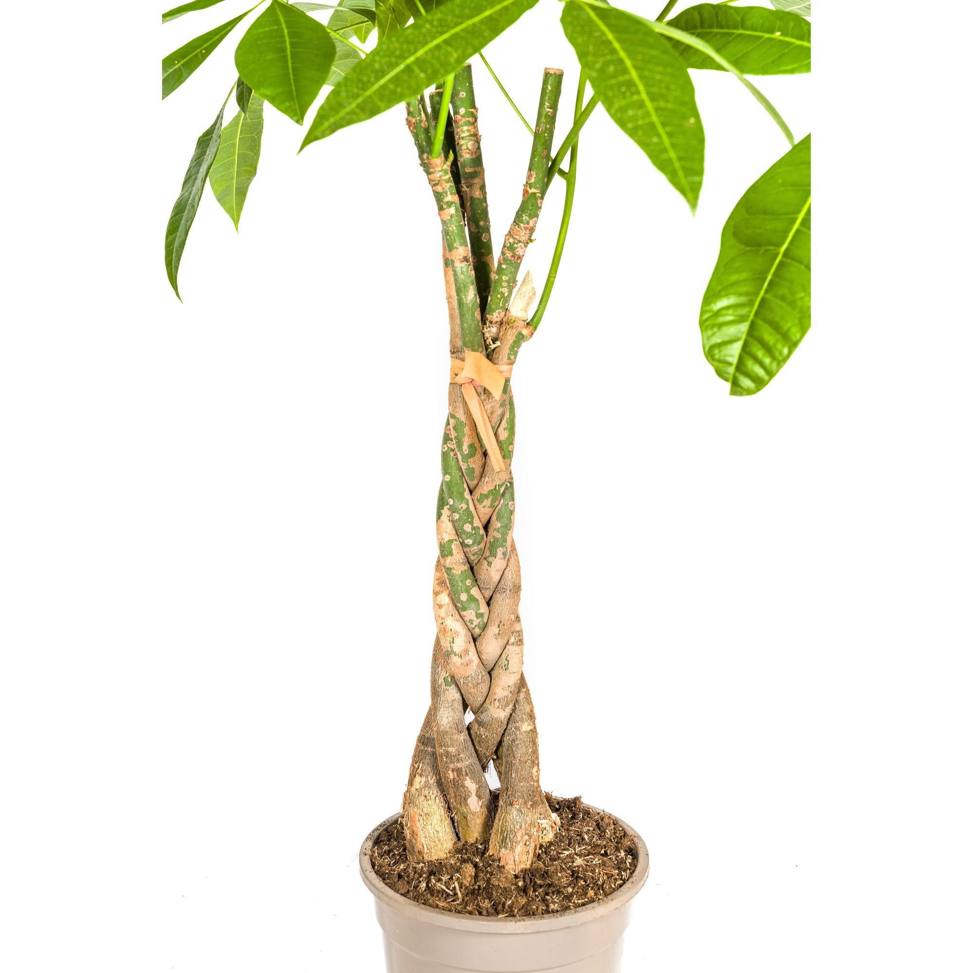 Pachira Aquatica met mand Ø21cm - ↕90 - 110cm