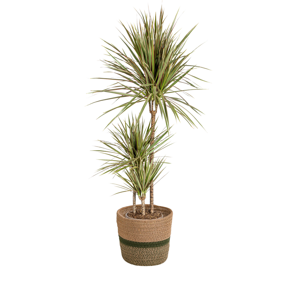 Dracaena Marginata Bicolor met mand Ø21cm - ↕110 - 130cm