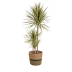 Dracaena Marginata Bicolor met mand Ø21cm - ↕110 - 130cm