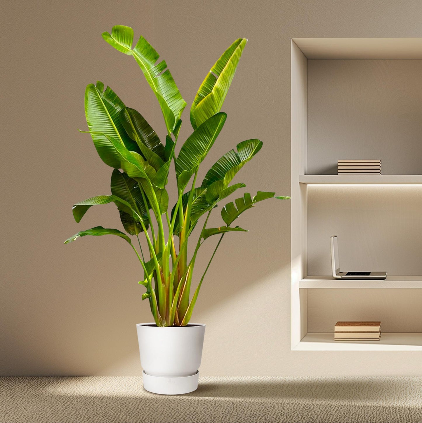 Strelitzia Augusta Mehrstamm XXL - 250 cm - ø30-40
