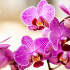 Kolibri Orchids | paars/roze Phalaenopsis orchidee potmaat Ø9cm |  Vienna | bloeiende kamerplant - vers van de kweker