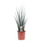 Sansevieria Fernwood Mikado - Ø19cm - ↕80cm