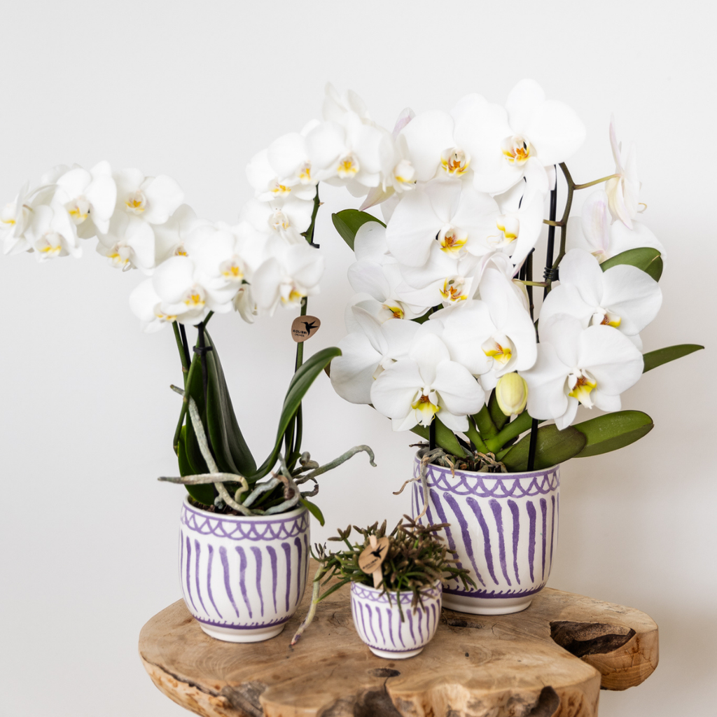 Kolibri Orchids | witte Phalaenopsis orchidee potmaat Ø9cm | Amabilis | bloeiende kamerplant - vers van de kweker