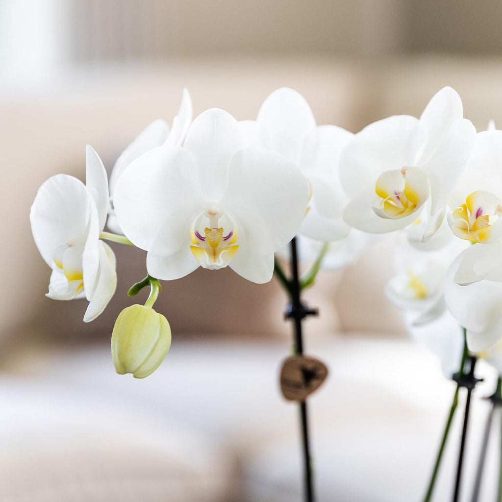 Orchidées Kolibri - Coffret surprise - Coffret découverte - Coffret surprise contenant 4 orchidées différentes de 12 cm - Fraîchement cueillies chez le producteur