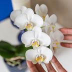 Orchidées Kolibri | Orchidée Phalaenopsis blanche en pot de 9 cm de diamètre | Amabilis | Plante d'intérieur fleurie - fraîchement cueillie