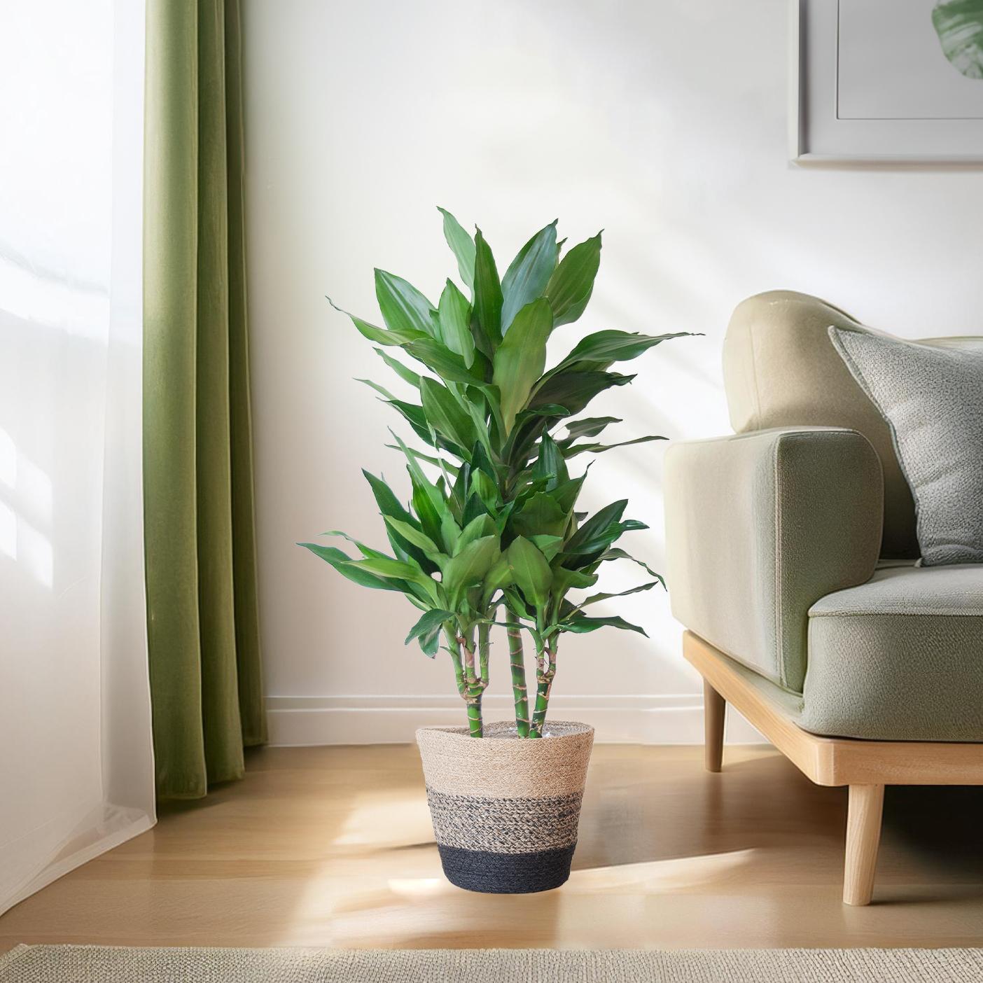 Dracaena Janet Lindt mit Korb Lissabon schwarz - 95cm - Ø21