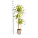 Dracaena Marginata Sunray met mand Ø24cm - ↕130 - 150cm