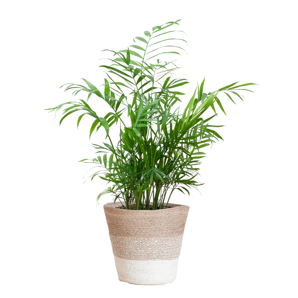 Chamadorea Elegans met Mand Lissabon wit - 55cm - Ø17