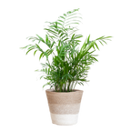 Chamadorea Elegans met Mand Lissabon wit - 55cm - Ø17