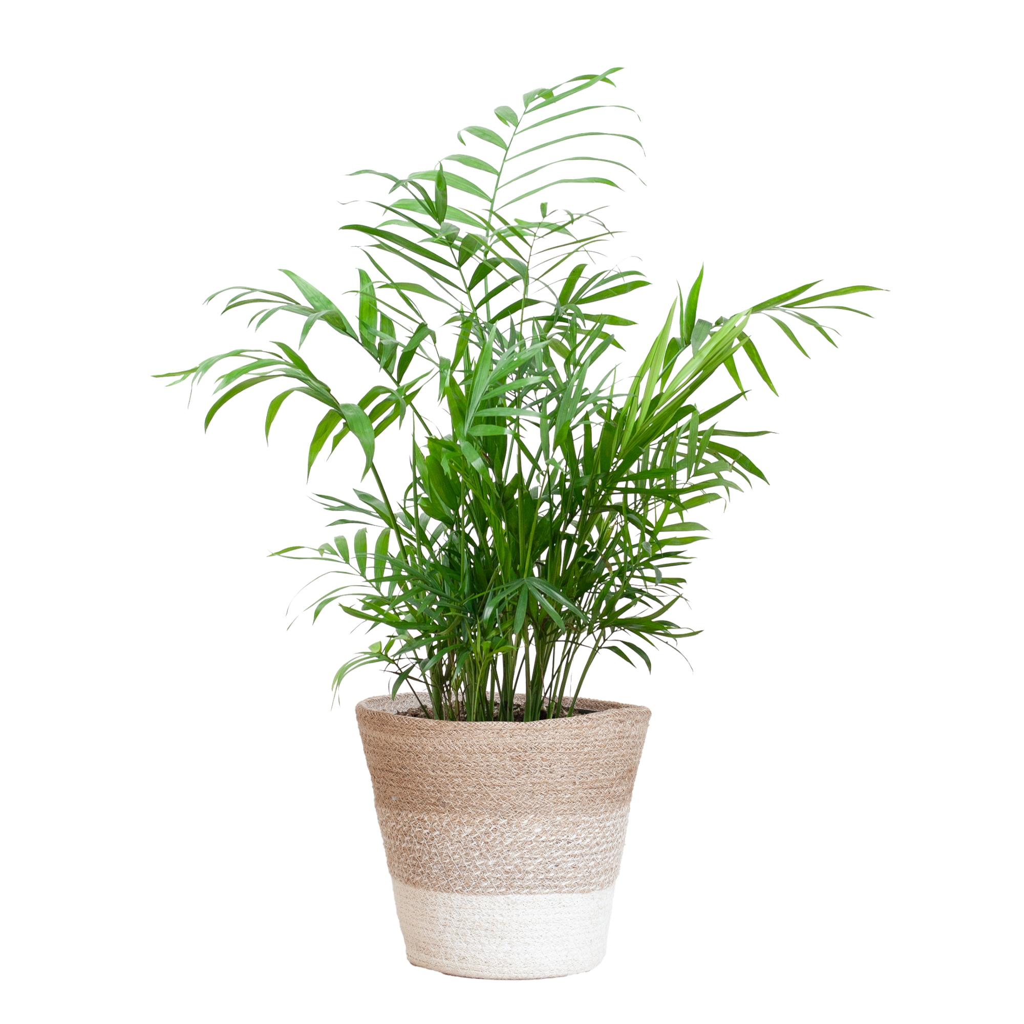 Chamadorea Elegans met Mand Lissabon wit - 55cm - Ø17