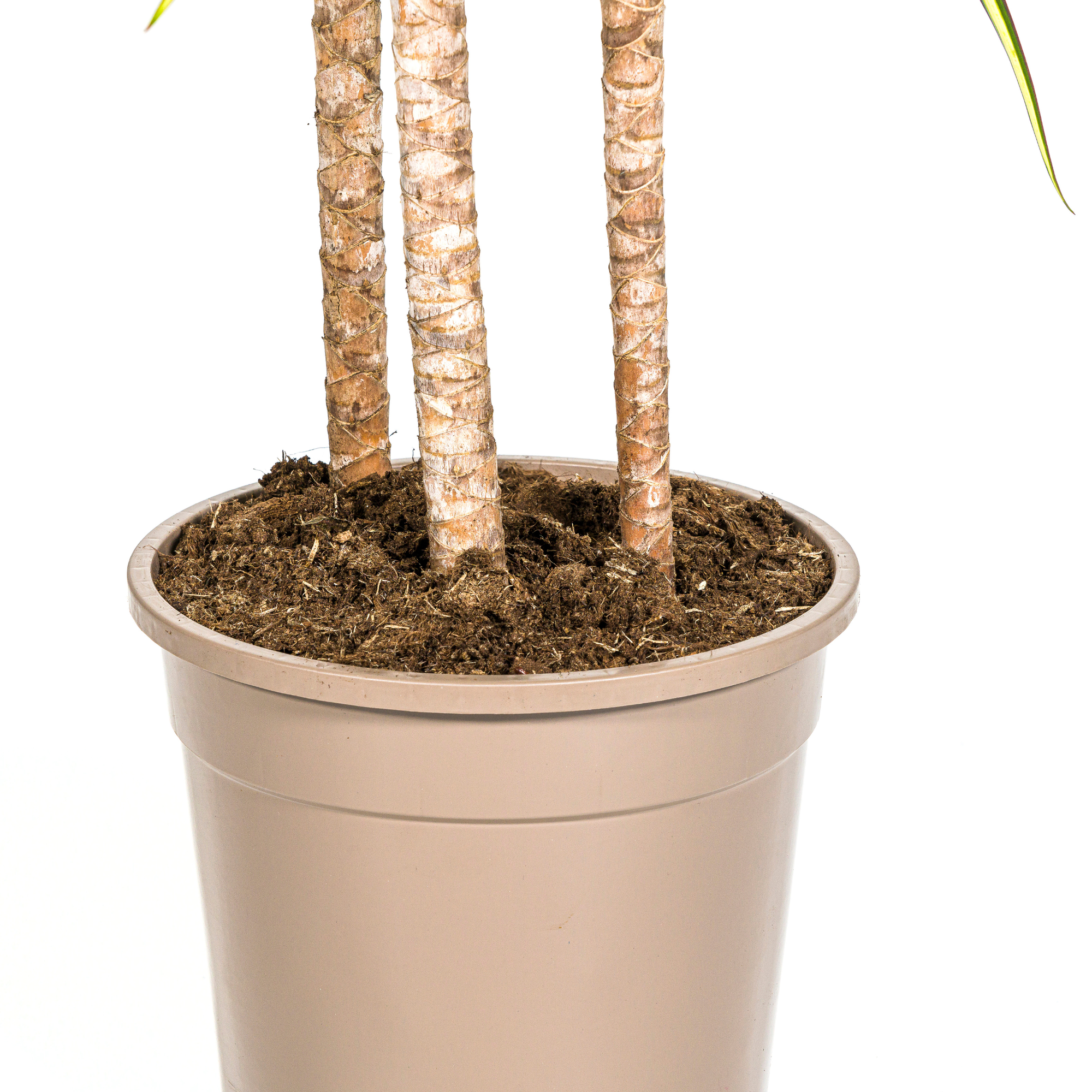 Dracaena Marginata Sunray met mand Ø24cm - ↕130 - 150cm