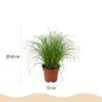 Green boutiQ - Kamerplant - Chlorophytum - Cyperus - Phlebodium - Marantha - Mix van 4 - Huisdiervriendelijke Planten - Groen - 4 Planten - met Potter Wit - Pot 12cm - Hoogte 25cm
