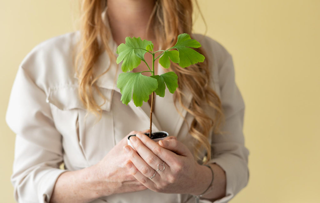 Levensboom - Ginkgo Biloba in brievenbusdoosje met info boekje