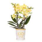 Orchidée colibri | Orchidée jaune Albenga + Malaga en pot décoratif jaune - diamètre du pot : 9 cm | Plante d'intérieur fleurie - Directement du producteur