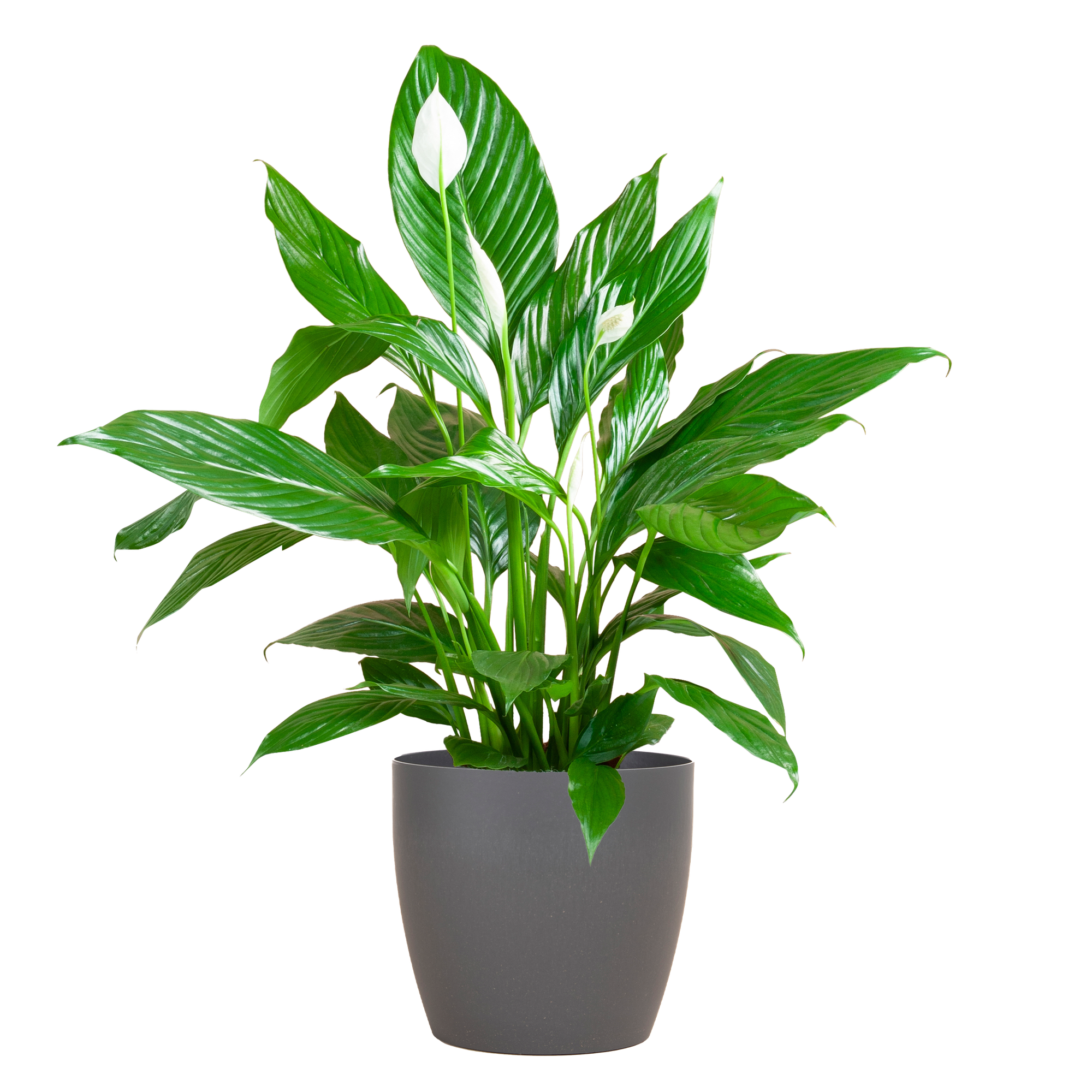 Spathiphyllum met Viber grijs - 80cm - Ø21