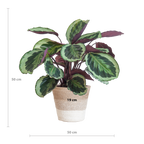 Calathea Medaillon met Lissabon mand wit - 65cm - Ø19