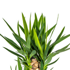Yucca Elephantipes met mand Ø24cm - ↕120 - 140cm