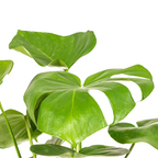 Monstera Deliciosa Tauerii Ø17cm - ↕50 - 70cm