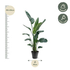 Strelitzia Nicolai XXL - 190 - 225 cm - ø27-ø30