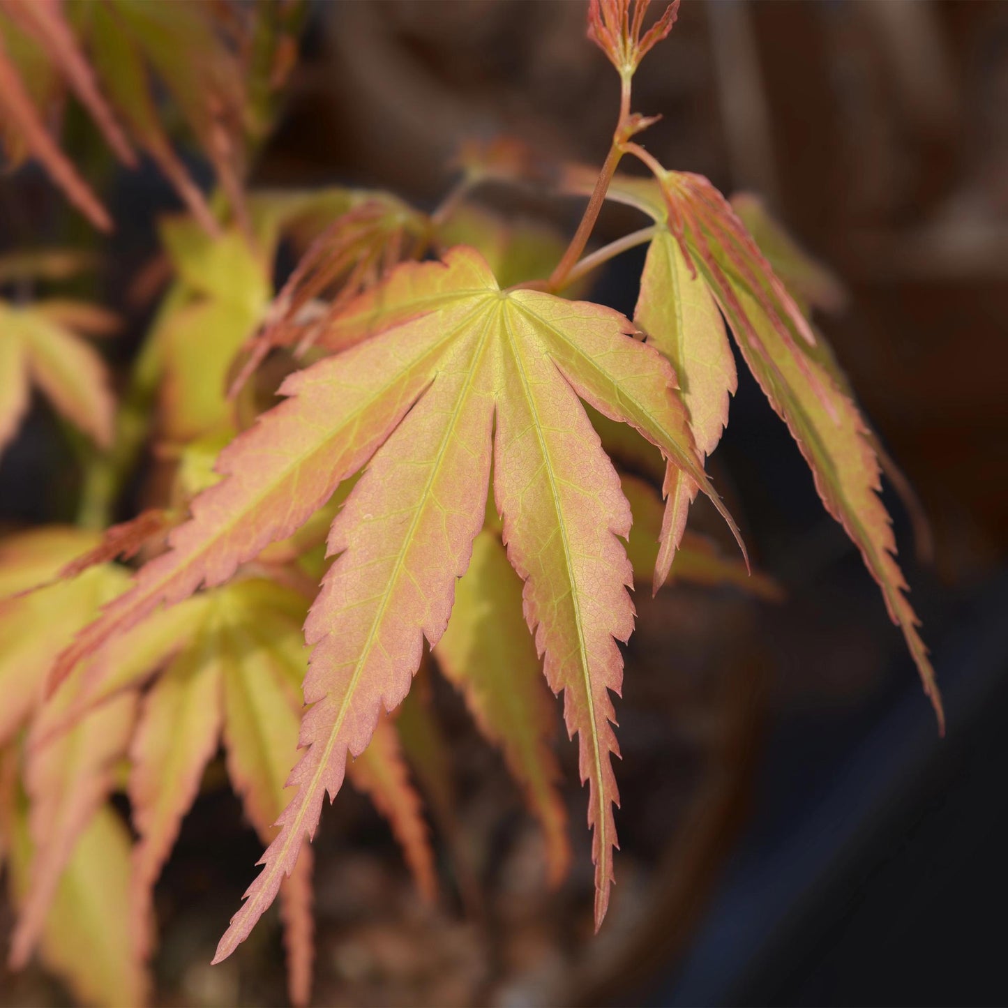 Green boutiQ - Terrasplant - Japanse Esdoorn - Acer palmatum Katsura - Oranje - 2 Planten - Bladverliezend - Pot 19cm Hoogte 70cm