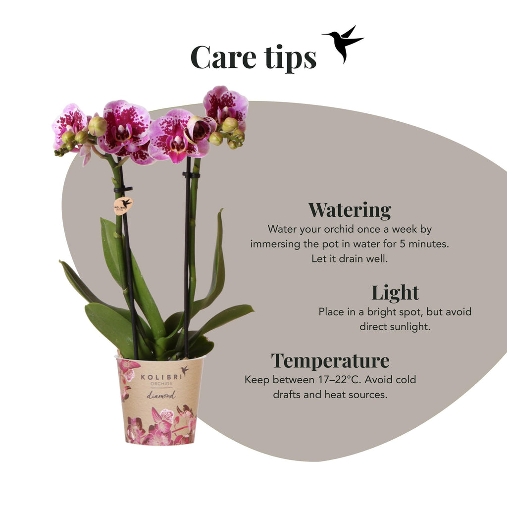 Orchidées Kolibri | Orchidée phalaenopsis rose-violette, pot de Ø9 cm | Salvador | Plante d'intérieur fleurie - fraîchement cueillie