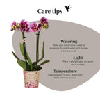 Orchidées Kolibri | Orchidée phalaenopsis rose-violette, pot de Ø9 cm | Salvador | Plante d'intérieur fleurie - fraîchement cueillie