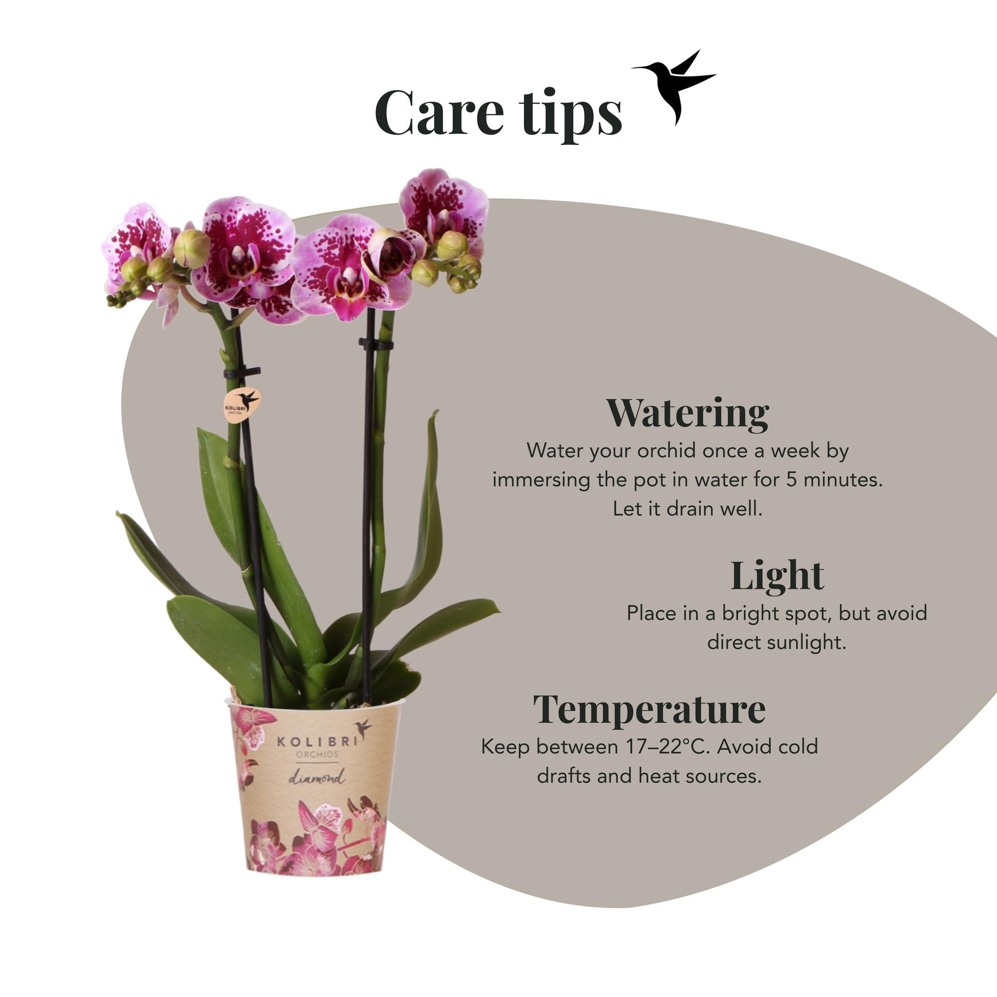 Orchidées Kolibri | Orchidée phalaenopsis rose-violette, pot de Ø9 cm | Salvador | Plante d'intérieur fleurie - fraîchement cueillie