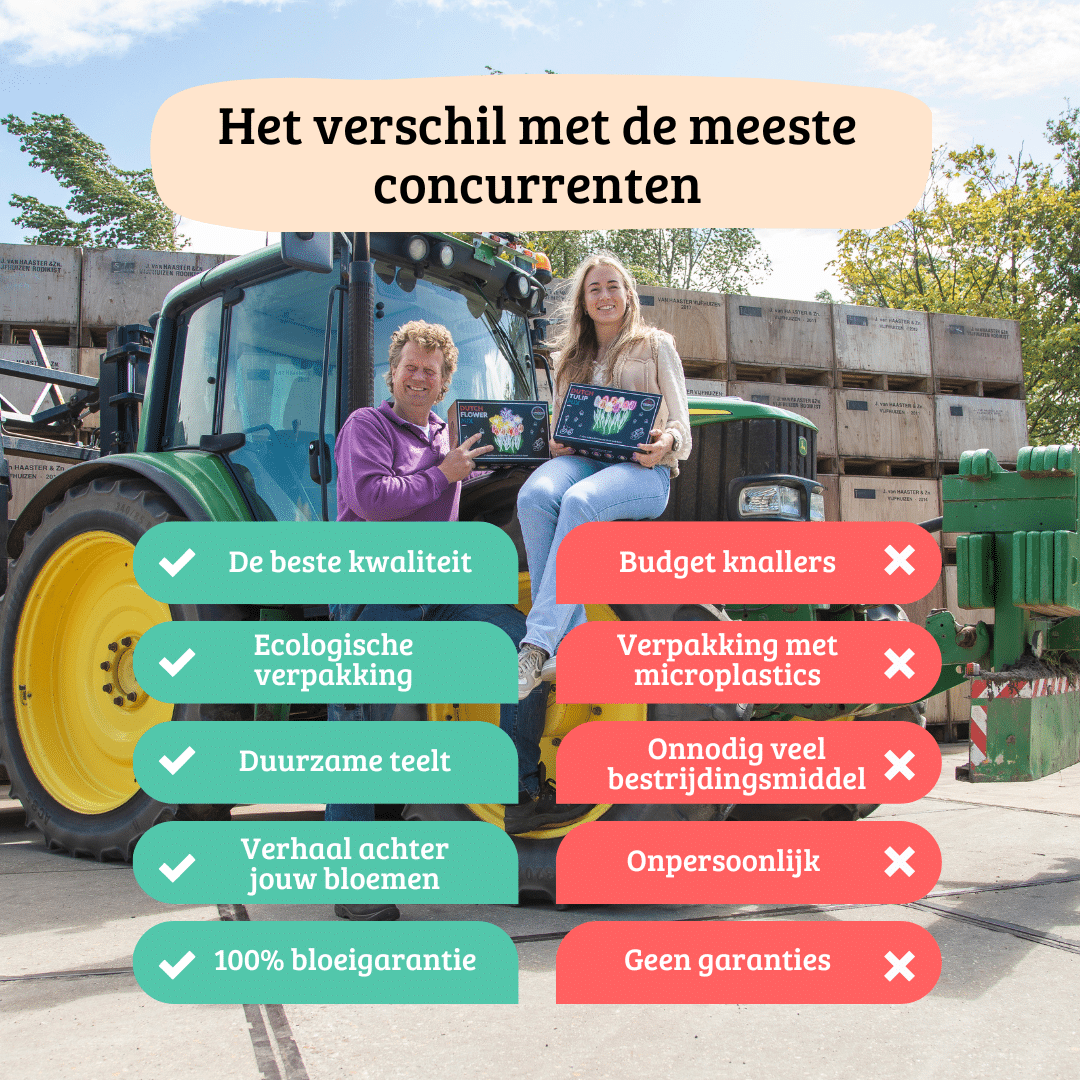 Flowerbulbs Amsterdam - 24 dahlia natal knollen voor 4 m², prachtige kogelronde bloemen